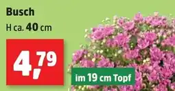 Thomas Philipps Busch Angebot