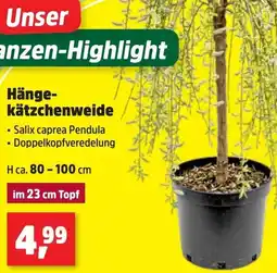 Thomas Philipps Hänge-kätzchenweide Angebot