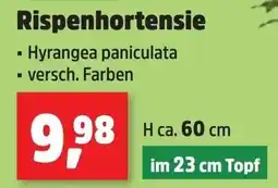 Thomas Philipps Rispenhortensie Angebot