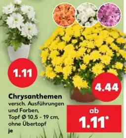 Kaufland Chrysanthemen Angebot