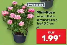 Kaufland Mini-Rose Angebot