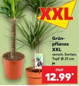 Kaufland Grün-pflanze XXL Angebot