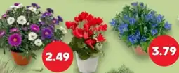 Kaufland Blumen Angebot