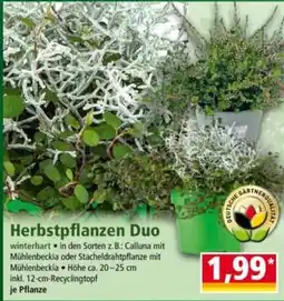 Norma Herbstpflanzen Duo Angebot
