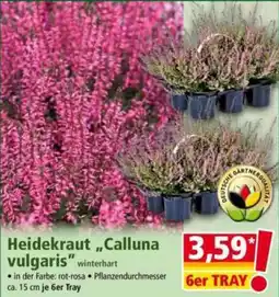 Norma Heidekraut "Calluna vulgaris" Angebot
