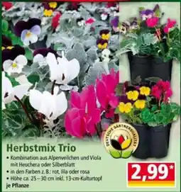 Norma Herbstmix Trio Angebot