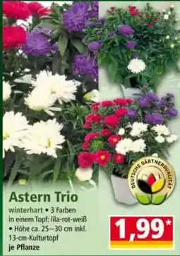Norma Astern Trio Angebot