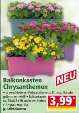 Norma Balkonkasten Chrysanthemen Angebot