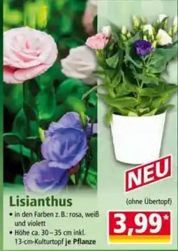 Norma Lisianthus Angebot