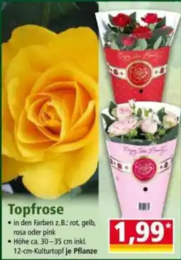 Norma Topfrose Angebot