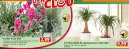 Norma Herbst Hexe Trio Angebot