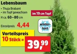 Thomas Philipps Lebensbaum Angebot