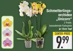 E-Center Schmetterlingsorchidee ,,Unicorn" Angebot