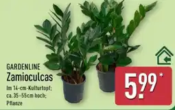 Aldi Nord GARDENLINE Zamioculcas Angebot