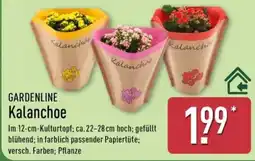 Aldi Nord GARDENLINE Kalanchoe Angebot
