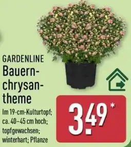 Aldi Nord GARDENLINE Bauern-chrysanthem Angebot