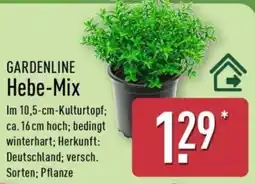Aldi Nord GARDENLINE Hebe-Mix Angebot