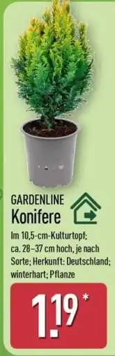Aldi Nord GARDENLINE Konifere Angebot