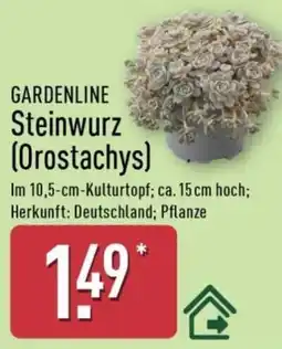 Aldi Nord GARDENLINE Steinwurz (Orostachys) Angebot