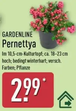 Aldi Nord GARDENLINE Pernettya Angebot