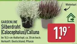 Aldi Nord GARDENLINE Silberdraht (Calocephalus)/Calluna Angebot