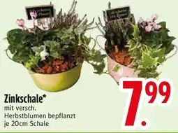 Edeka Zinkschale Angebot