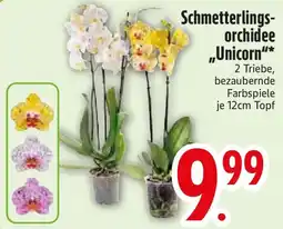 Edeka Schmetterlingsorchidee Unicorn Angebot