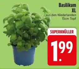 Edeka Basilikum XL Angebot