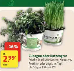 Fressnapf Cubaguu oder Katzengras Angebot