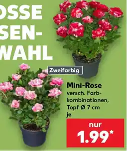Kaufland Mini-Rose Angebot