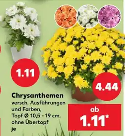 Kaufland Chrysanthemen Angebot