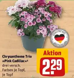 REWE Chrysantheme Trio Pink Cadillac Angebot