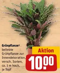 REWE Grünflanze Angebot