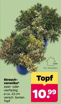 Netto Strauch-veronika* Angebot