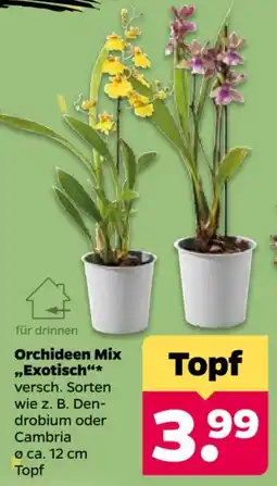 Netto Orchideen Mix "Exotisch"* Angebot