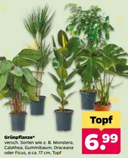 Netto Grünpflanze* Angebot
