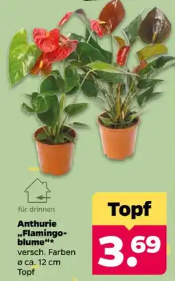 Netto Anthurie „Flamingo-blume“ Angebot