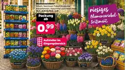 Netto Blumenzwiebeln Angebot