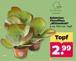 Netto Kalanchoe Thyrsiflora „Wüstenkohl“ Angebot