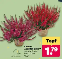 Netto Calluna "Garden Girls" Angebot