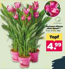 Netto Kurkuma-Pflanze "Siam Splash"* Angebot