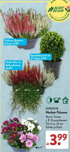 Aldi Süd GARDENLINE Herbst-Träume Angebot