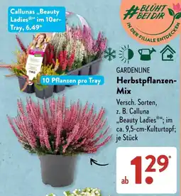 Aldi Süd GARDENLINE Herbstpflanzen-Mix Angebot