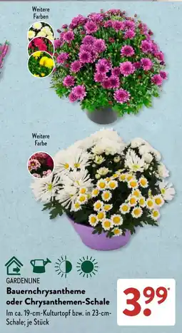 Aldi Süd GARDENLINE Bauernchrysantheme oder Chrysanthemen-Schale Angebot