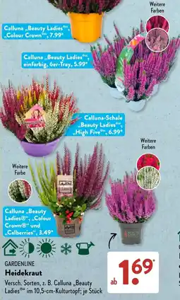 Aldi Süd Calluna „Beauty Ladies®“ Angebot