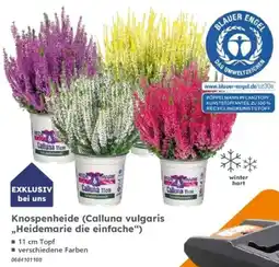 Globus Baumarkt Knospenheide (Calluna vulgaris „Heidemarie die einfache“) Angebot