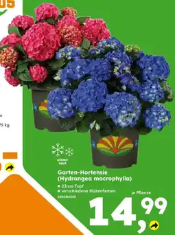 Globus Baumarkt Garten-Hortensie (Hydrangea macrophylla) Angebot