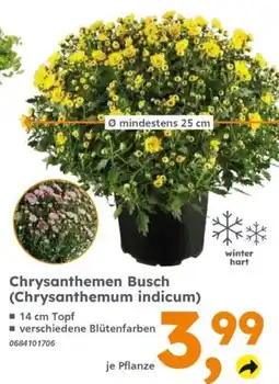 Globus Baumarkt Chrysanthemen Busch (Chrysanthemum indicum) Angebot