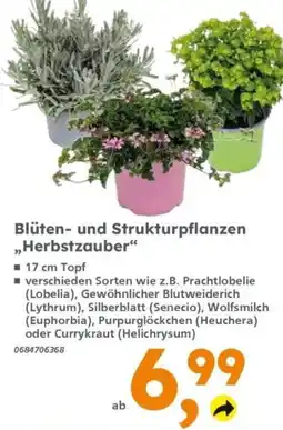 Globus Baumarkt Blüten- und Strukturpflanzen "Herbstzauber" Angebot