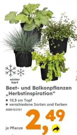 Globus Baumarkt Beet- und Balkonpflanzen "Herbstinspiration" Angebot